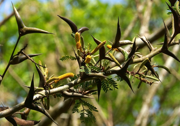 acacia-cornigera